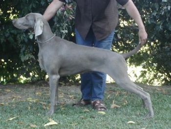 Aust Ch Bromhund Edeva Rose Owned by Maxine Parker
