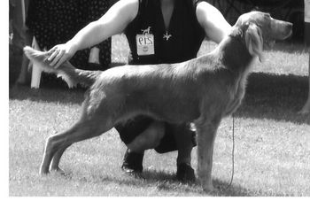 Aust Ch. Bromhund Tiffani Brushed (LH) Owned by S Bolland
