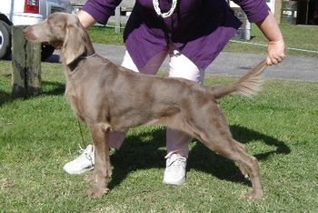 Aust Ch Bromhund Keepsake (LH) Owned by Bromhund Kennels
