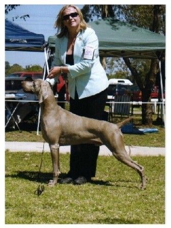 2nd Aust Breed Dog Class NSW Specialty October 2004
