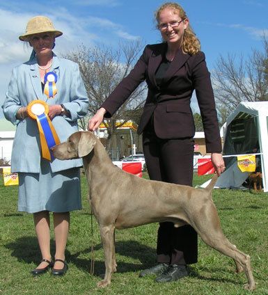 Ashlaren weimaraners hot sale