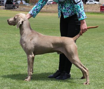 200th Champion Bromhund Exclusive Image (AI) "Eddie" Owned by Bromhund
