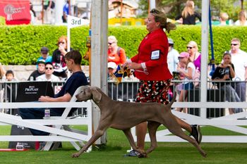 Res Dog CC Sydney Royal 2013
