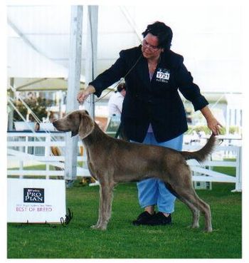Ch Bromhund Treasure (LH) Owned by Bromhund & Weisact Kennels
