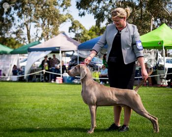 Our 155th Champion  Bromhund Punchline "Punch" Owned by Bromhund Kennels and Warren Erfurth

