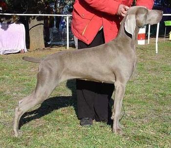 Aust Ch Bromhund Lilly Marlane Owned by Bromhund Kennels
