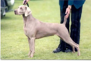 NZ Ch Bromhund Miss Crusader Owned by S Alison
