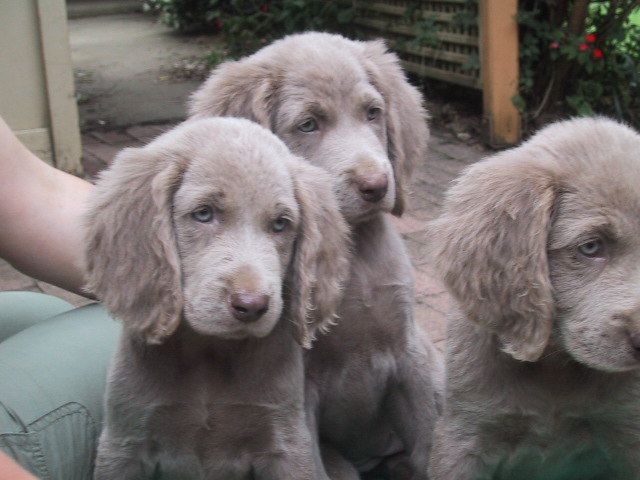 Weimaraner long hair for hot sale sale