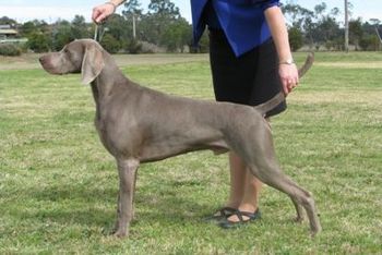 Aust Ch Bromhund Total Eclipse Owned by Bromhund & Cassandra Toohey
