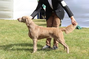 Our 156th Champion Bromhund Worth The Wait "Karma" Owned by Bromhund Kennels
