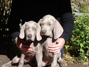 Soho & Harry Our I Litter
