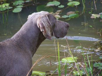 Brock where are those ducks...
