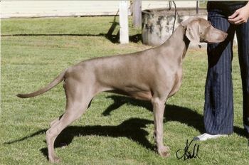 Our 163rd Champion Bromhund Asha  Owned by Vanessa Jamieson

