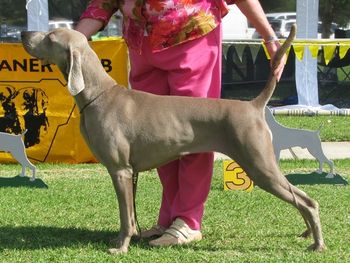 Aust Ch Bromhund Well Defined Owned by Debra Howell
