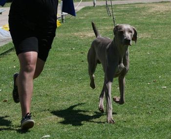 Ashlaren weimaraners best sale