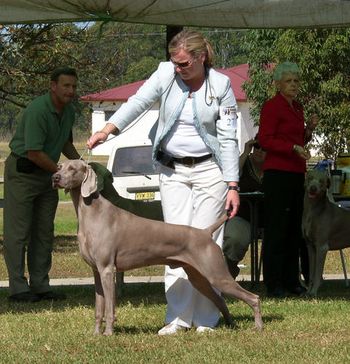 1st Aust Bred Dog Class NSW Wei Club Easter 2006
