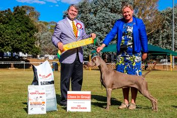 Our 150th Champion Bromhund Luscious Luster "Missy" Owned by Bromhund Kennels
