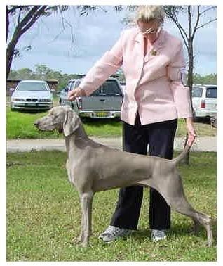 Cusack @ 12 months NSW Specialty Show Puppy In Show 2003
