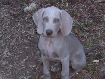 Bromhund Onslow "JD" Owned by Peter Crickmore
