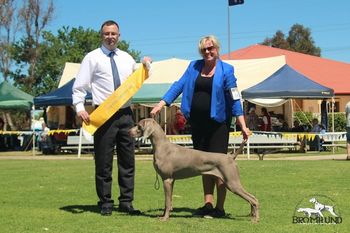 Res Dog CC & Champion Puppy in Show
Wei Club of NSW 2012
