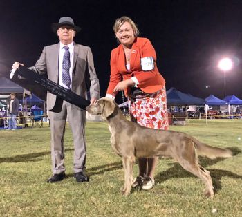 170th Champion Bromhund Peri  Owned by Bromhund Kennels
