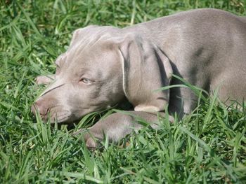 Bromhund Phreedom "Gracie" Owned by Chris and Erica
