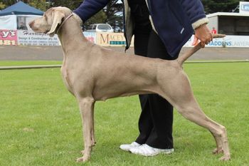 Our 153rd Champion Bromhund Dee Vyne "Tilly" Owned by Bromhund Kennels
