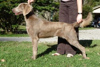 Aust Ch Bromhund Winning Edge Owned by Bromhund Kennels
