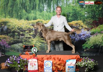 199th Champion Bromhund Fair Game (AI) "Prince" Owned by Bromhund
