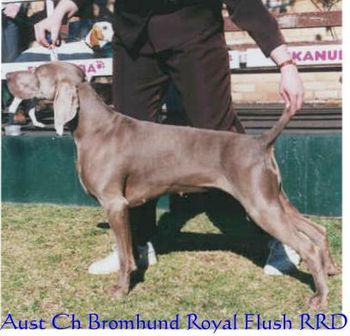 Aust Ch. Bromhund Royal Flush RRD
