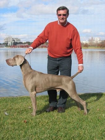 Aust Ch Bromhund Nirvana ET Owned by J & R Mirto
