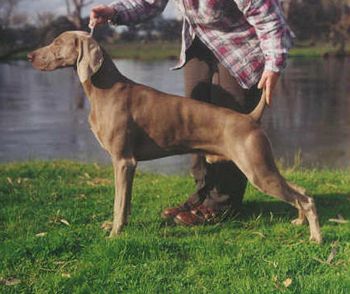 Aust Ch Bromhund Quigon TD Owned by D & A Lavercombe
