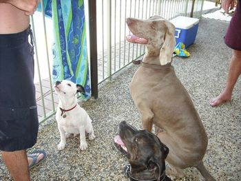 Bromund Jaspor "Jasper" with his freinds Owned by Christopher & Nacy Gallop
