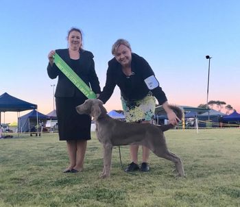 174th Champion Bromhund Unlace Me "Lacey" Owned by Bromhund Kennels
