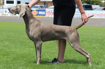 Our 162nd Champion Bromhund Youre So Vain "Jagger" Owned by Bromhund Kennels / Handled and loved by Sharon Sabbatini
