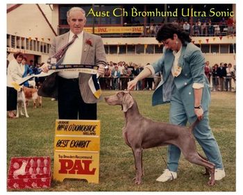 Aust Ch Bromhund Ultra Sonic "Wiggs" Best in Group Adeliade Royal
