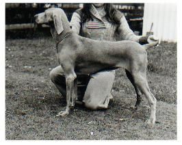 AUST.CH. BROMHUND ANNIFRID Owned By L Bennett
