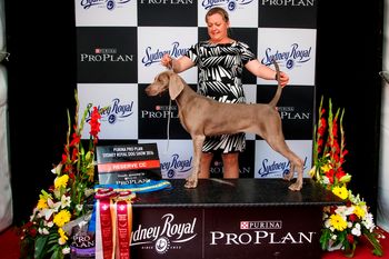 Our 164th Champion Bromhund Centerfold Owned by Bromhund Kennels
