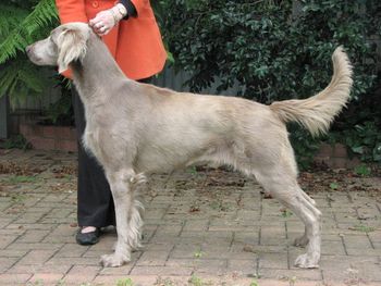Aust Ch Bromhund King Bailey (LH) Owned by Greywei & Bromhund Kennels
