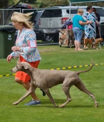 197th Champion Bromhund Zodic Sign "Gem" Owned by Elke Prehn
