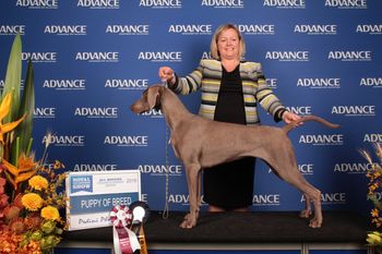 Our 165th Champion Bromund Free Fall Owned By Bromhund Kennels
