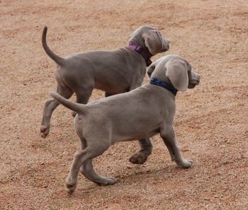 Darcie and her brother Curtis on the move
