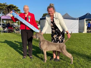 193rd Aust Ch Bromhund Anchorman "Andy" Owned by Bromhund
