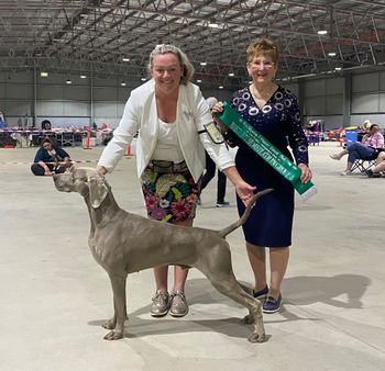 Our 187th Champion Bromhund Limitless "Cooper" Owned by Bromhund & Sue Boland
