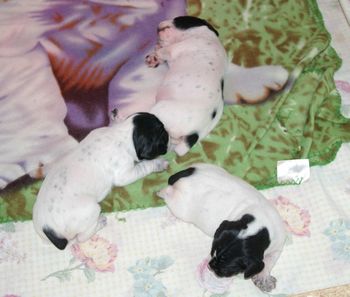 Les 3 chiots - Jour 9
