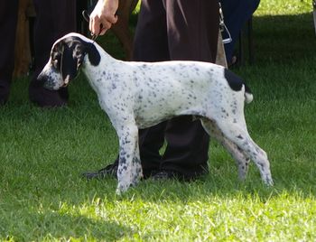 Galopin 4 mois et demi dans le ring du BPIS
