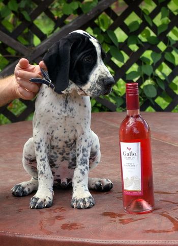 Avec une bouteille de rosé à mon honneur!
