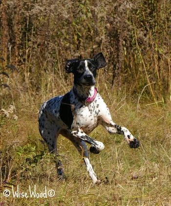 Charlie à la course!
