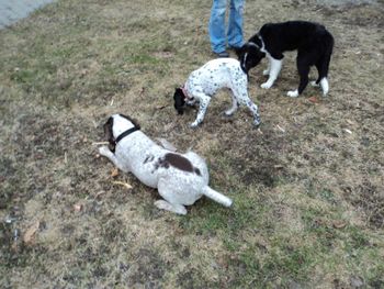 Avec des amis chiens
