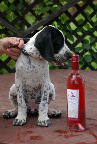 Avec une bouteille de rosé à mon honneur!
